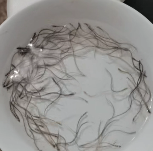 鳗鱼苗视频