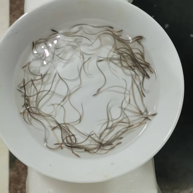 鳗鱼苗