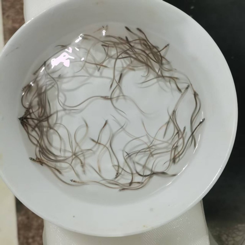 鳗鱼苗