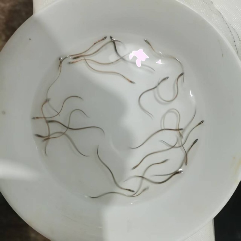 鳗鱼苗